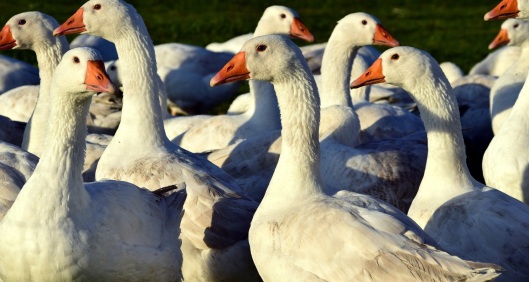 geese-1847919_1920